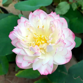 A Sagrada Flor de Lótus Bonsai (+ Brinde Especial)