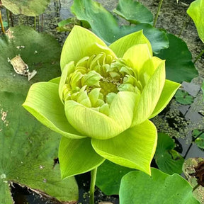 A Sagrada Flor de Lótus Bonsai (+ Brinde Especial)