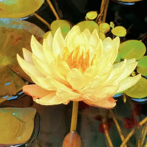 A Sagrada Flor de Lótus Bonsai (+ Brinde Especial)