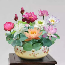 A Sagrada Flor de Lótus Bonsai (+ Brinde Especial)