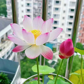 A Sagrada Flor de Lótus Bonsai (+ Brinde Especial)