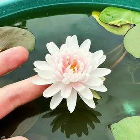 A Sagrada Flor de Lótus Bonsai (+ Brinde Especial)