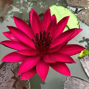 A Sagrada Flor de Lótus Bonsai (+ Brinde Especial)